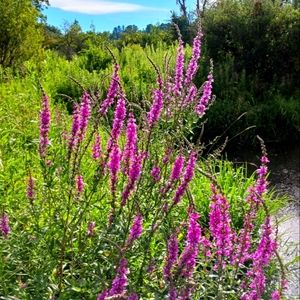 Meet your Posher, Petra